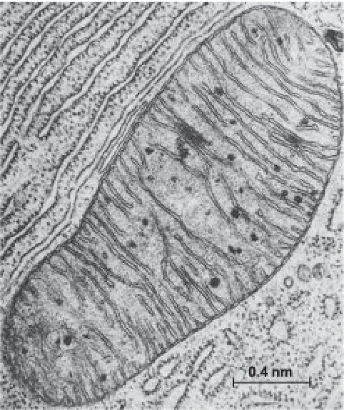 <p>mitochondria</p>