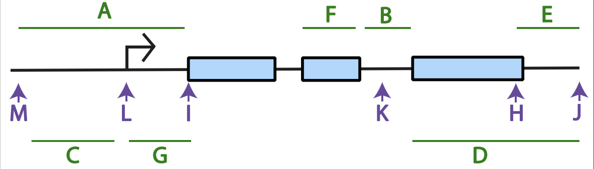 <p>(green letters) Intron:___, promoter:___, 3’ UTR:___, 5’ UTR:___,</p>