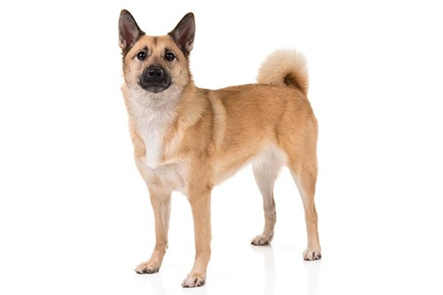<p>Confident, Smart, Perceptive</p><p>AKC Breed Popularity: Ranks 174 of 194</p><p>Height: 17-18.5 inches (male), 16-17.5 inches (female)</p><p>Weight: 31-40 pounds (male), 26-35 pounds (female)</p><p>Life Expectancy: 12-15 years</p><p>Group: Herding Group</p><p>comes in black too</p>