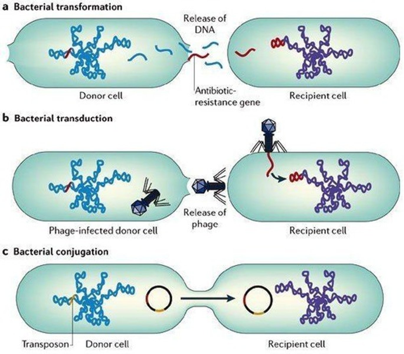 <p>Transformation, transduction, and conjugation.</p>