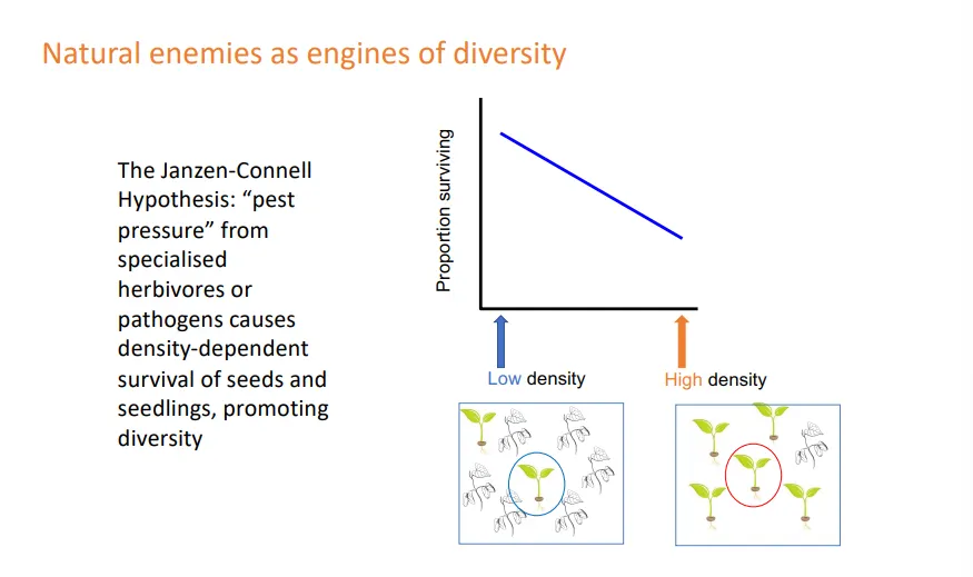 <ul><li><p><strong>natural enemies drive diversity</strong></p></li><li><p>the janzen-connell hypothesis: “pest pressure” from specialised herbivores or pathogens causes density-dependent survival of seeds/seedlings of abundant species</p></li><li><p>this promotes diversity because it means no one species can dominate, because other species will evolve to control it, so more species can exist</p></li></ul><p></p>