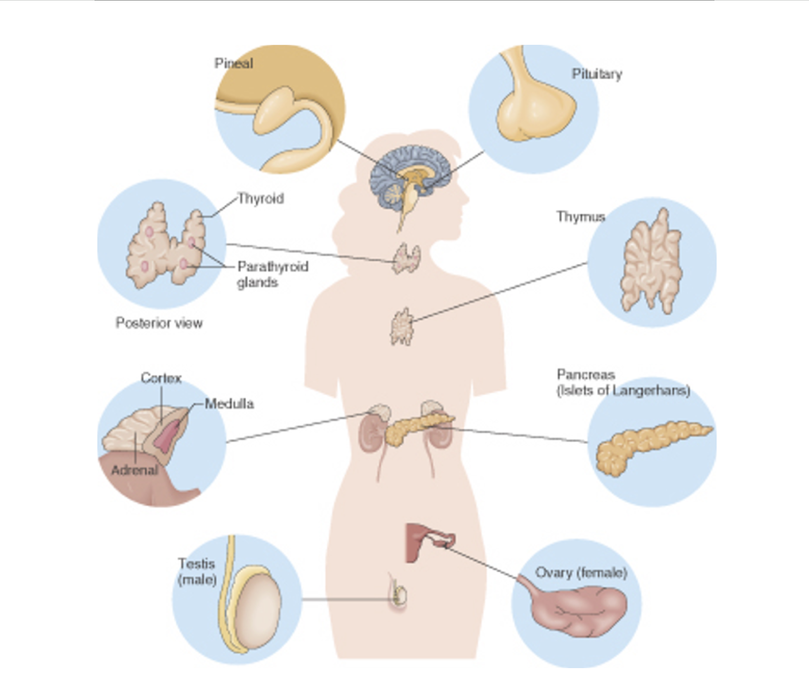 <p>parathyroid glands</p>