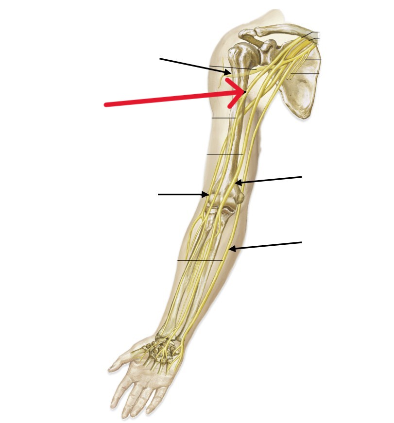 <p>Which nerve of the arm is:</p><ul><li><p>Runs between the biceps brachii and brachialis</p></li></ul><p></p>