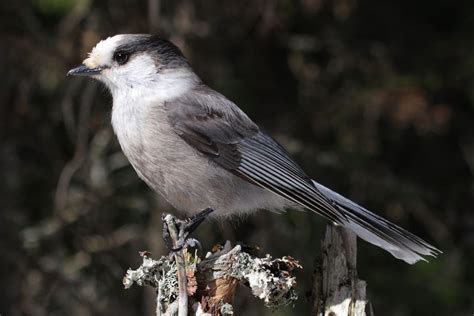 Long tail, white forehead with black head, pale grey. Males and females similar.
