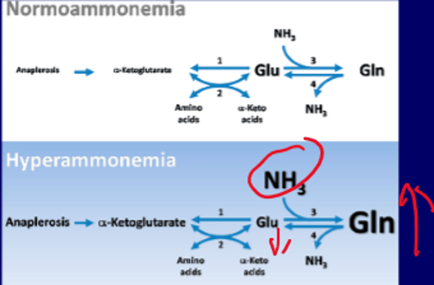 <p>prevention of hyperammonemia</p><p>-detoxification of ammonia in <strong>brain</strong> and liver</p><p>-nontoxic storage for NH3</p><p>-uses aKG to make Glu, glutamine synthetase for Gln</p><p><strong>-Glutamate (Glu) down; Glutamine (Gln) up, NH3 up (during hyperammonemia)</strong></p><p>(treatment: can be removed by phenylbutyrate (prodrug) to phenylacetate to phenylacetylglutamine)</p>