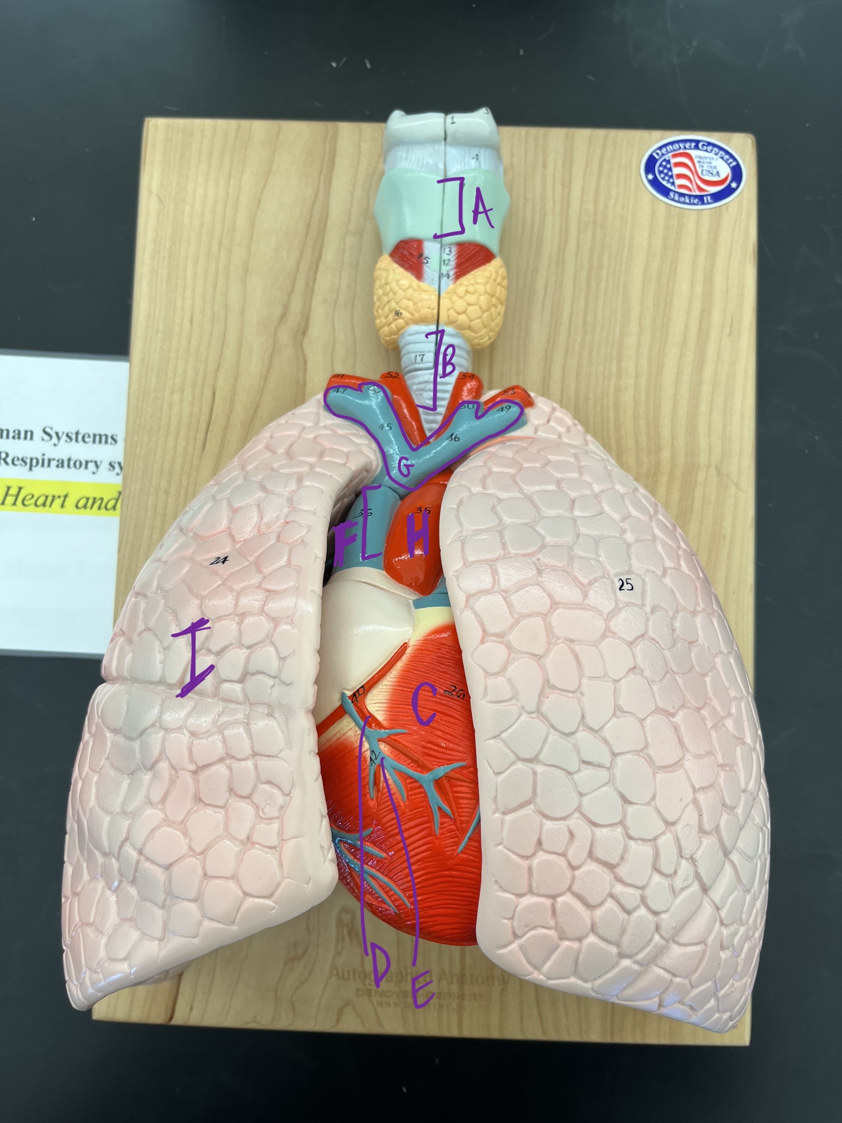 <ul><li><p>label</p></li><li><p>function of larynx?</p></li></ul>