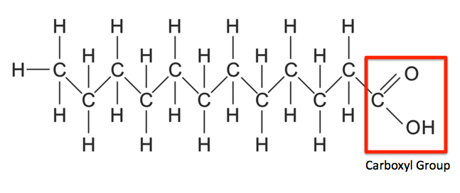 <p>This structure represents a saturated fatty acid.</p><p>A) True</p><p>B) False</p>