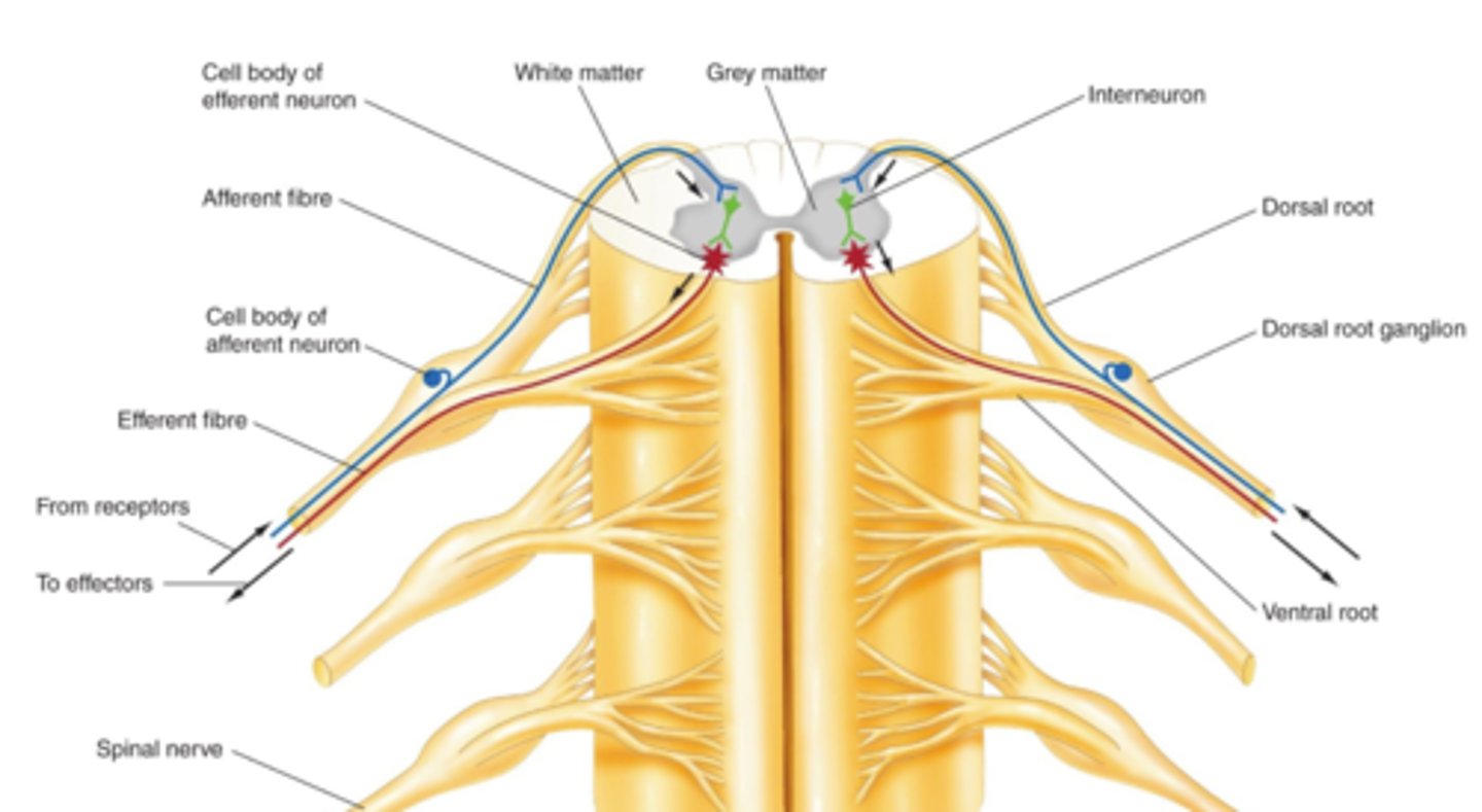 <p>Spinal nerve begins at the junction of the dorsal root and ventral root. Each spinal nerve then branches into a dorsal ramus and a ventral ramus. The intervertebral foramen serves as the doorway between the spinal canal and periphery.</p>