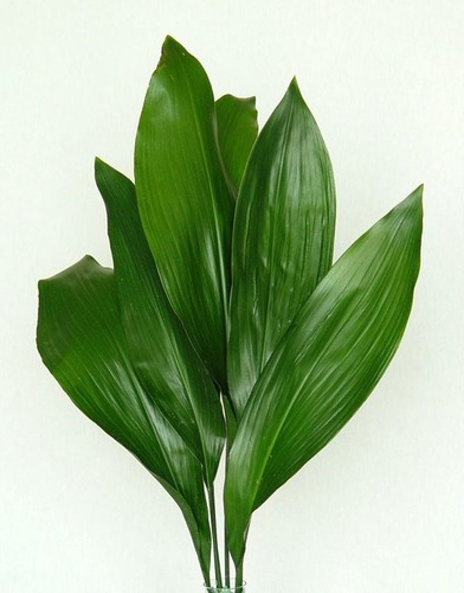 <p>Aspidistra; Mass</p>