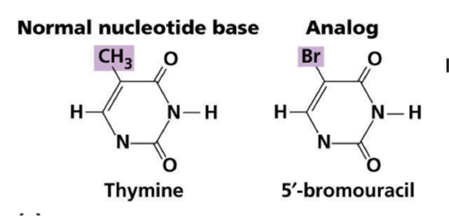 <p>1)Analogue - structural derivative of a parent compound that often differs from it by a single element.</p>