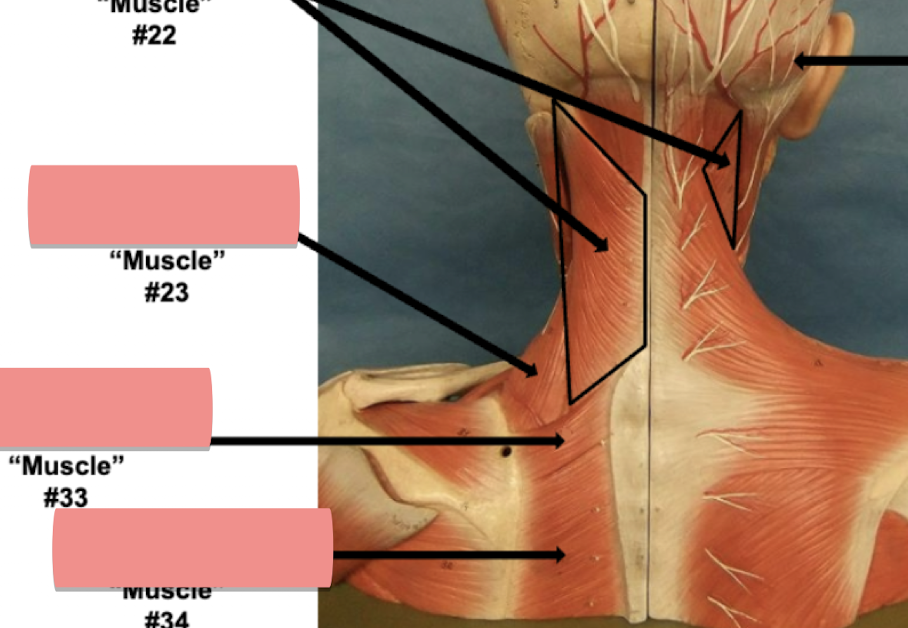 <p>Label muscle #34 </p>