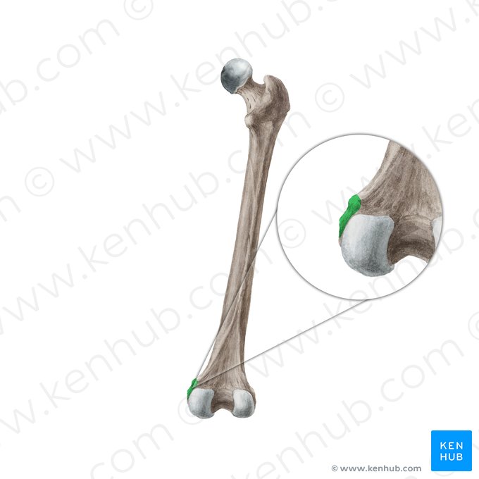 <p>Femur: Bone Location</p>