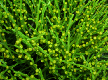 <ul><li><p>knob shaped sporangia</p></li><li><p>lack roots, underground rhizomes</p></li><li><p>photosynthesis occurs in stems</p></li><li><p>lack leaves</p></li></ul><p></p>