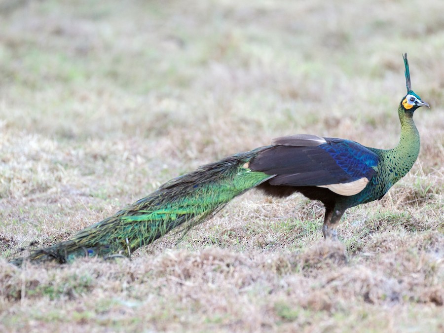 <p>Family: Phasianidae</p><p>Status: EN</p>