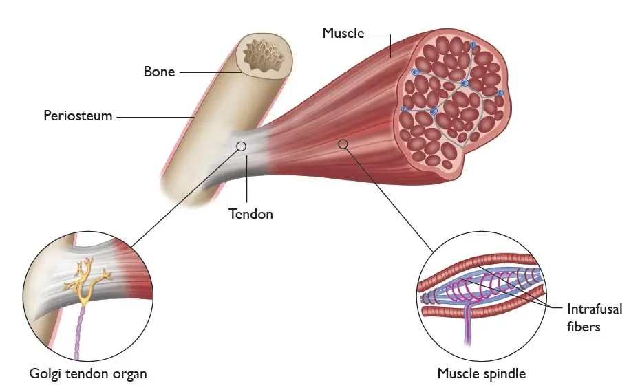 <p>In the centre of the muscle fibre, parallel to muscle fibres, respond to changes in muscle length, 2 sensory neurons</p>