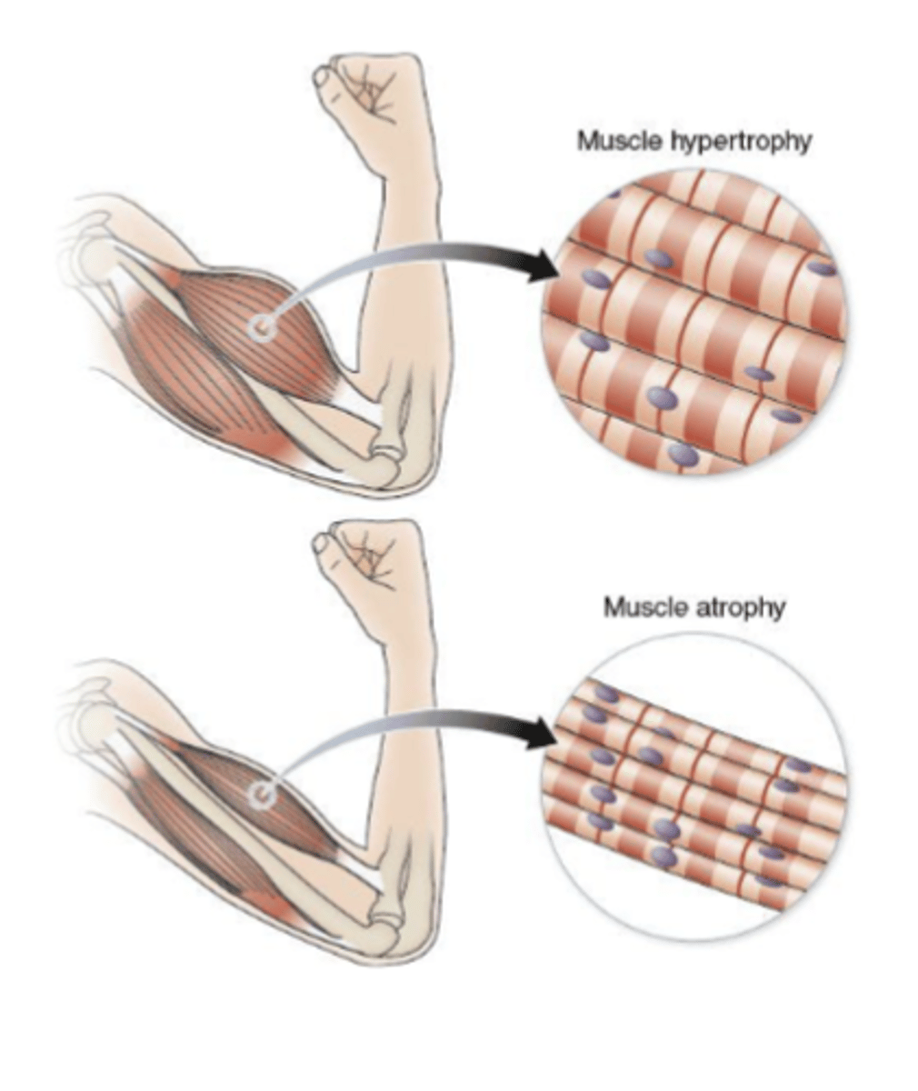 <p>-hypertrophy: structural proteins are added to muscle fibers; diameter increase (more myofibrils)</p><p>-atrophy; structural proteins are lost; muscle mass decreases</p>