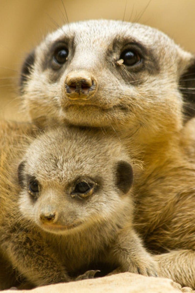 <p>(n.[U])和諧，協調</p>