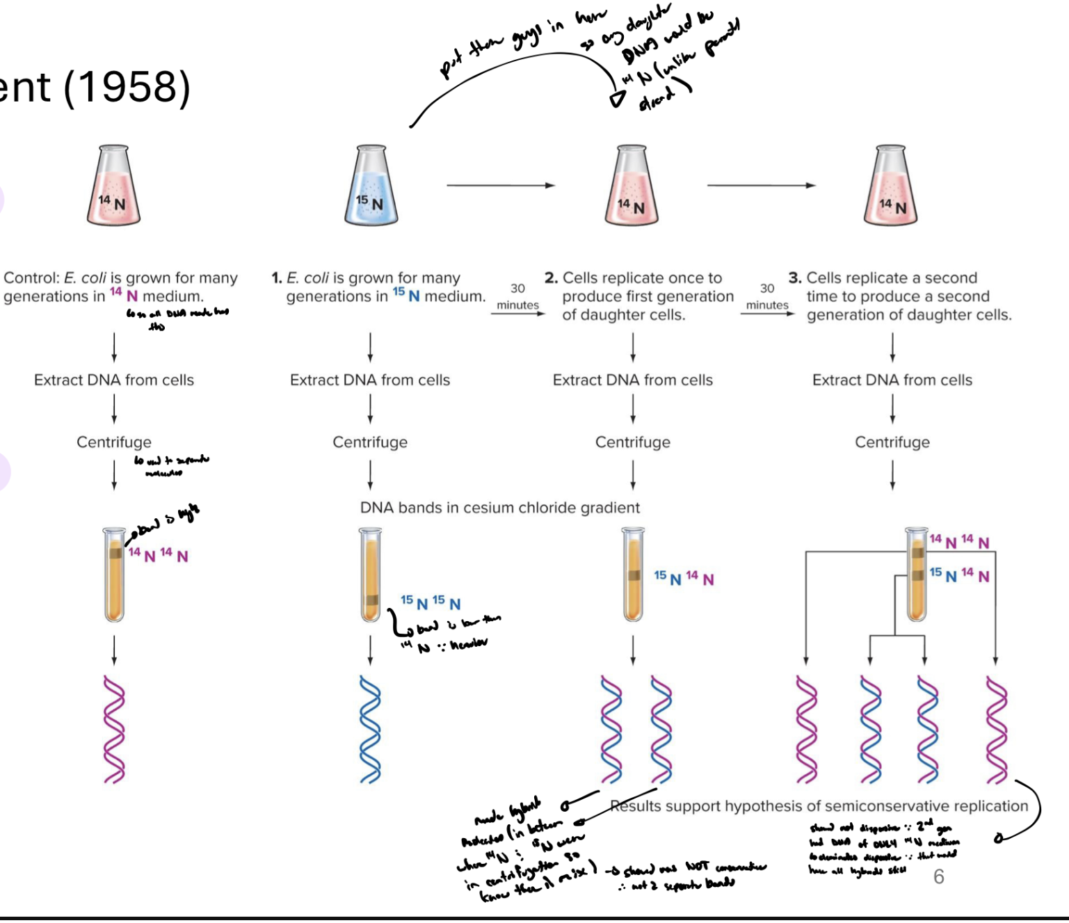 <p>grew e.coli with diff isotopes of nitrogen (N14 and N15) </p><ul><li><p>bacteria incorperate that N into dna (into nitrogenous bases) </p></li><li><p>isolated dna after diff numbers of cell divisions</p></li><li><p>detected isotopes based on density (centrifugation) </p><ul><li><p>when N14 is put through centrifuge, the band created is up high (light), N15’s band is low (heavy) </p></li></ul></li><li><p><strong>put the N15 dna strands in N14 medium </strong>(so any daughter dna would be N14 unlike parent N15 strand)</p><ul><li><p>after <strong>first generation</strong>, new double helices were all in middle of N14 and N15 bands → showed<strong> double helicies were a mixture</strong></p></li><li><p><strong>after second gen, </strong>saw there were some strands that had ONLY N14 in them (some strands located up higher than the mixed ones)  → shows they’re not dispersive or all dna would be a mixture</p></li></ul></li><li><p><strong>confirmed </strong>dna replication is semi-conservative</p></li></ul><p></p>