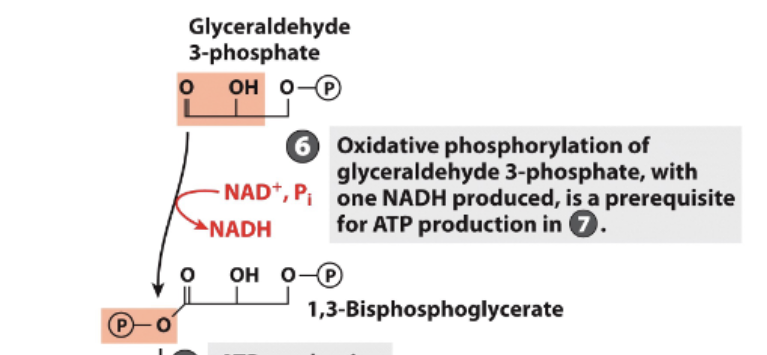 <p>oxidative phosphorylation of glyceraldehyde 3-phosphate occurs</p><p>1 NADH produced —&gt; reduced form, goes to ETC</p><p>Forms 1-3- biposphoglycerate </p>