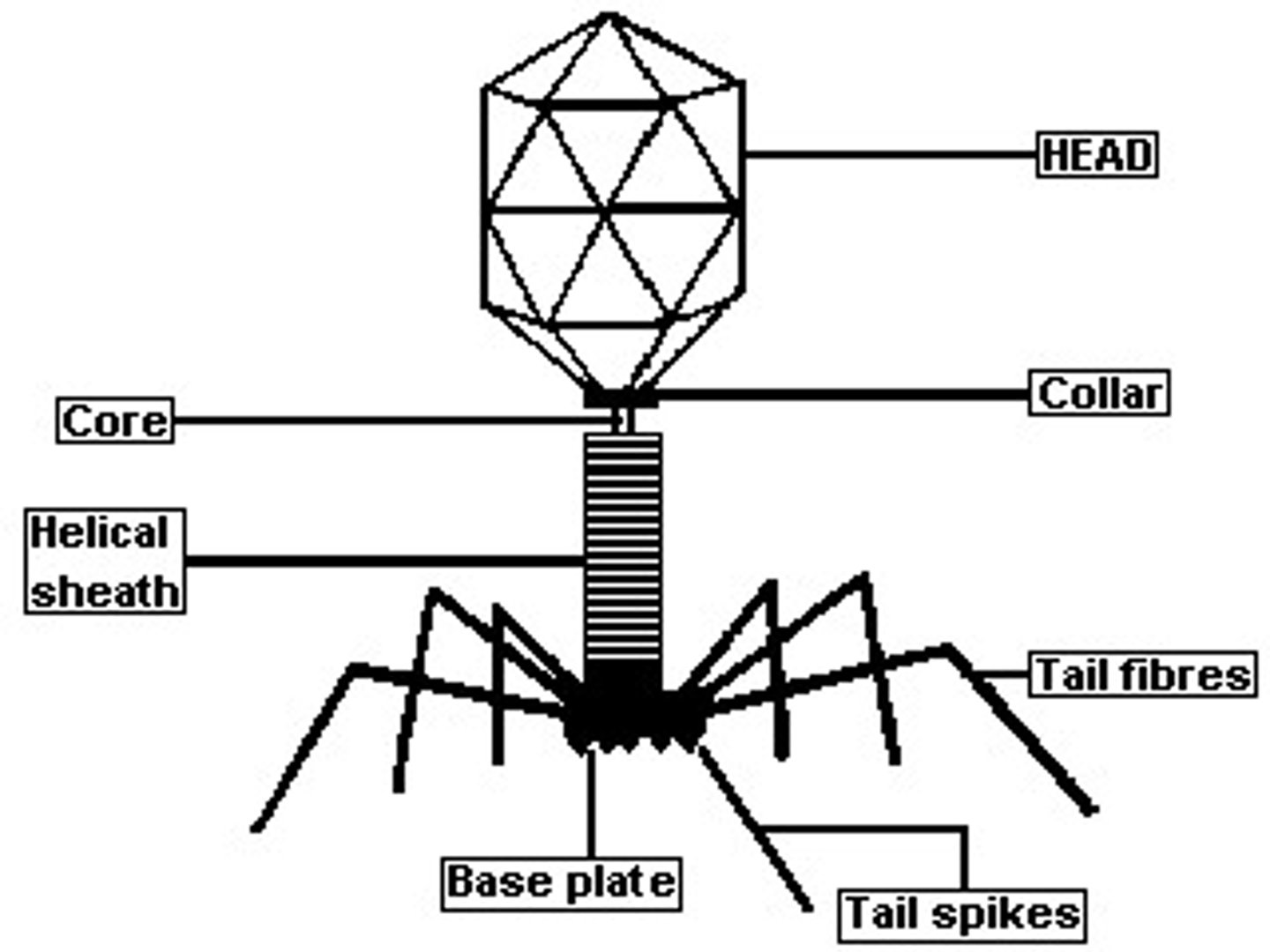 <p>A non living agent of infectious disease that is capable of growth only in living cells.</p>