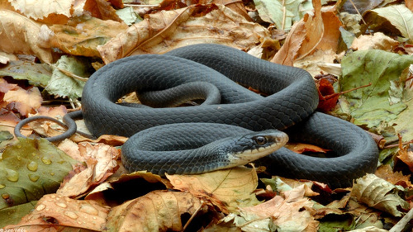 <p>Coluber constrictor (Threatened)</p>