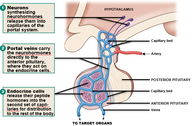 <p><strong>endocrine </strong>tissue - secretes 6 hormones</p><ul><li><p>release is controlled by neurohormones from hypothalamus</p></li></ul><p></p><p><u>process</u>:</p><ol><li><p><strong>hypothalamus </strong>neurons realease neurohormones into capillaries of portal system</p></li><li><p><strong>portal veins</strong> carry neurohormones directly to <strong>anterior pituitary</strong></p></li><li><p>endocrine cells release their peptide hormones into capillaries for distribution to rest of body</p></li></ol>