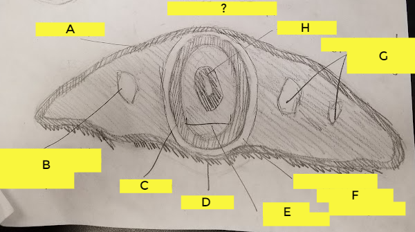 what is A?