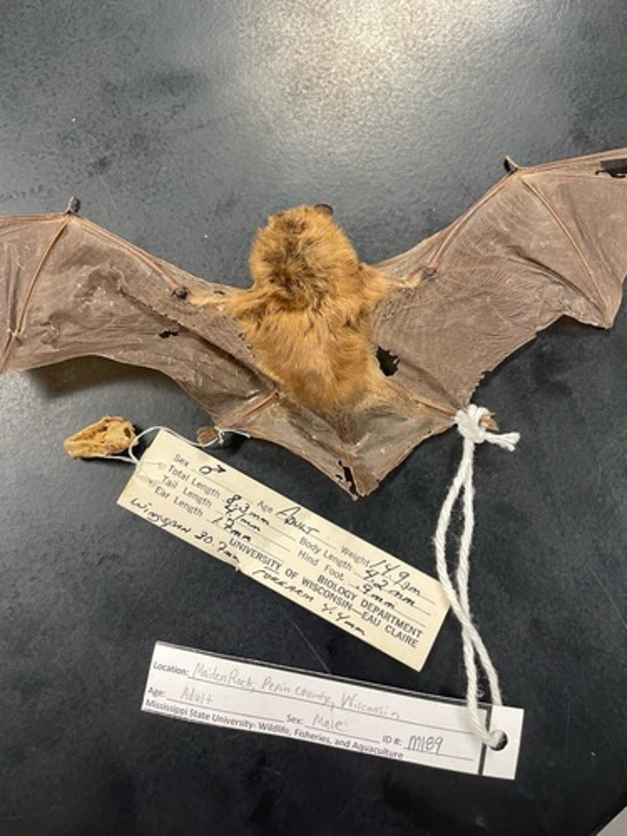 <p>Family: Vespertilionidae</p><p>Genus & Species: Eptesicus fuscus</p>