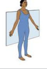 <p>divides the body into anterior and posterior (front and back)</p>