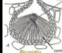 <p>conidioma asexual</p>