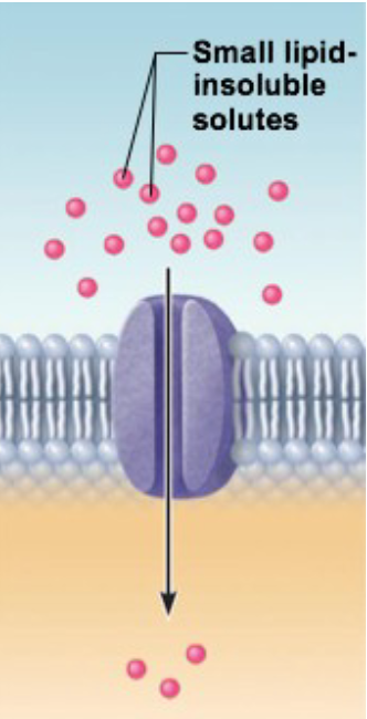 <ul><li><p>transmembrane proteins form water-filled channels through which molecules can pass</p></li><li><p>Selective size of channel determines what substance can/cannot pass through</p></li><li><p>Proteins can form leaky or gated channels</p><ul><li><p>These channels are always open, allowing ions and substances to pass through. </p></li><li><p>These channels open and close in response to specific signals, such as changes in membrane potential,  mechanical stress, or the binding of a molecule. </p></li></ul></li></ul><p></p>