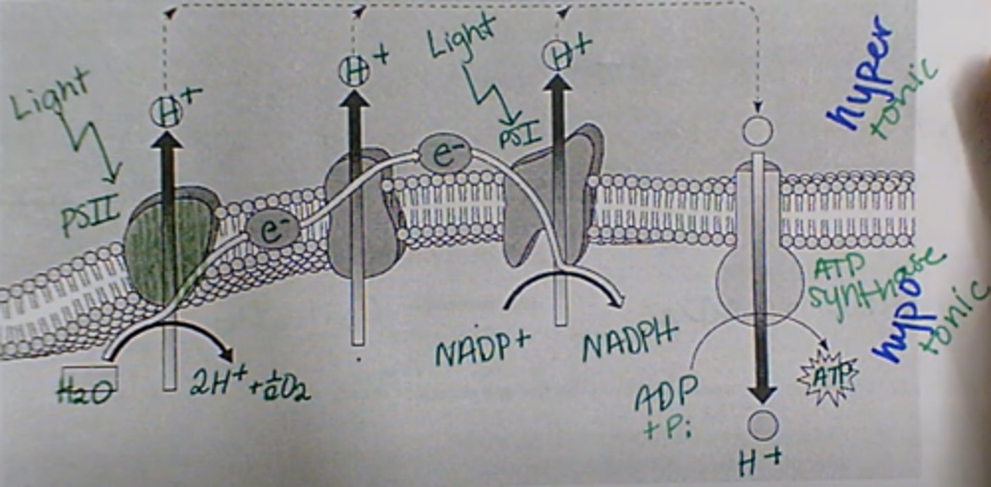 <p>Light dependent reactions (electron transport chain)</p>
