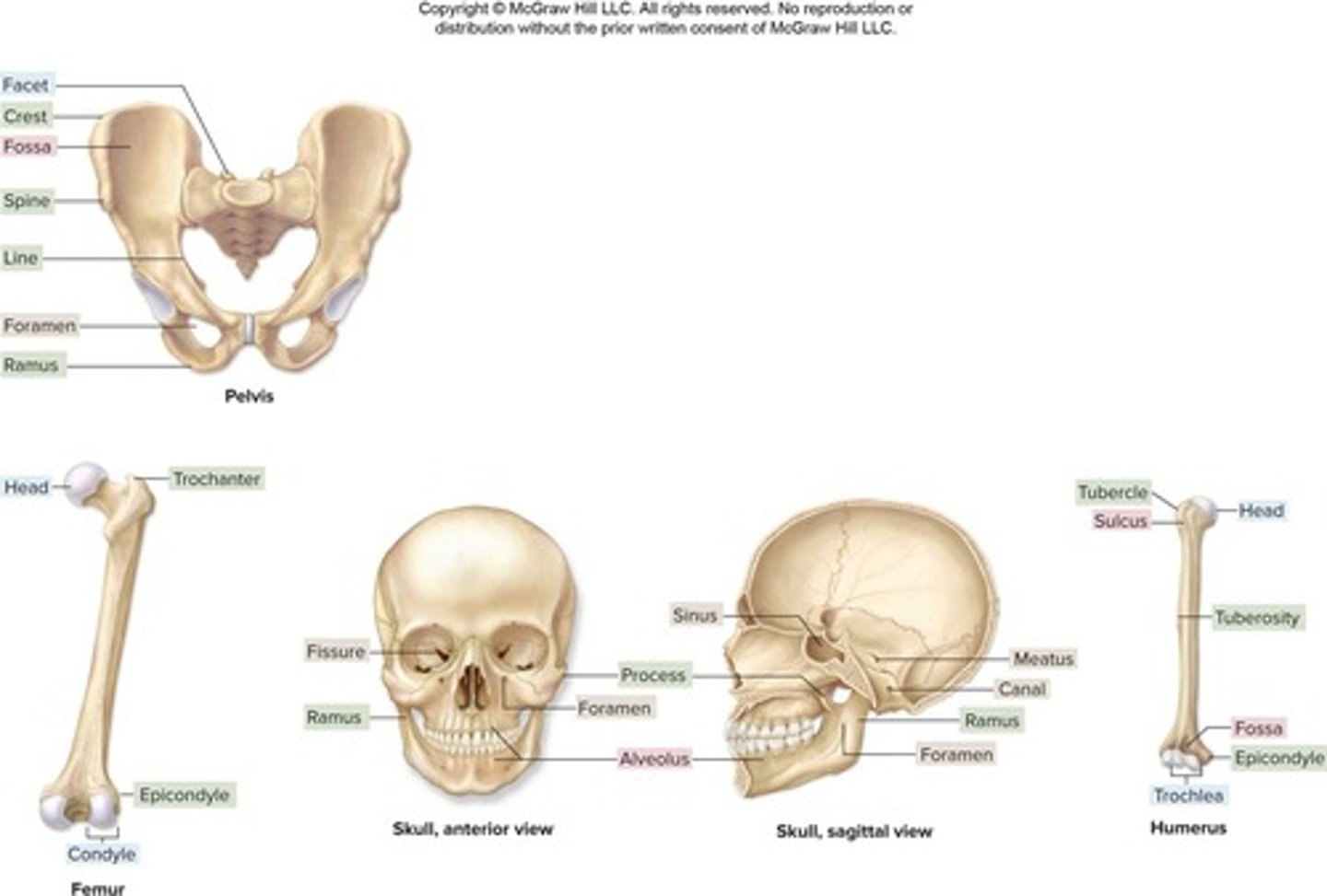 <p>Bone markings are surface features that characterize bones, indicating sites of articulation, passage of vessels and nerves, and attachment of tendons and ligaments.</p>