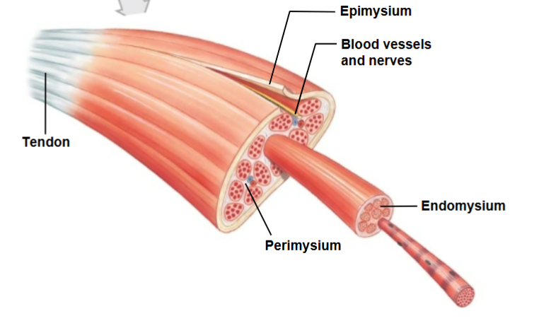 <ul><li><p>Exterior collagen layer</p></li><li><p>connected to the deep fascia </p></li><li><p>Separates muscles from surrounding tissue</p></li></ul><p></p>