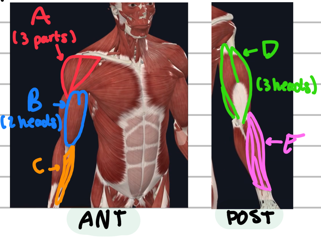 <p>Name these superficial muscles of the upper limbs. </p>