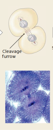 <p>Which mitosis stage is occurring </p>