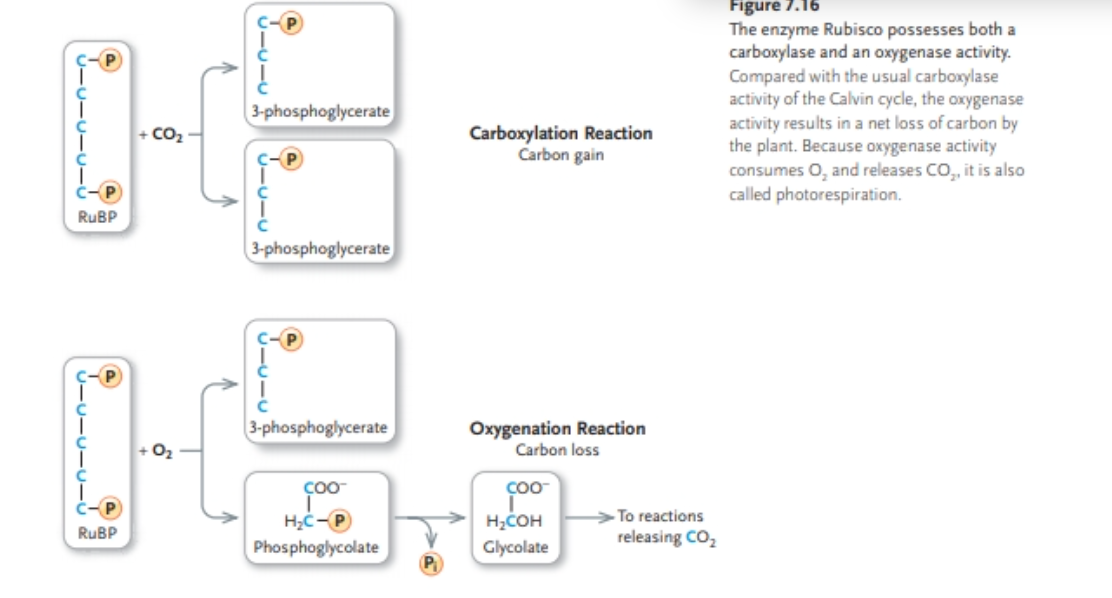 The enzyme acts as an oxygenase instead of a carboxylase

* creates 3-phosphoglycerate & phosphoglycolate which loses Pi to form glycolate
  * glycolate leads to reactions releasing CO2
* no carbon gain - 5 C out, 5 in 