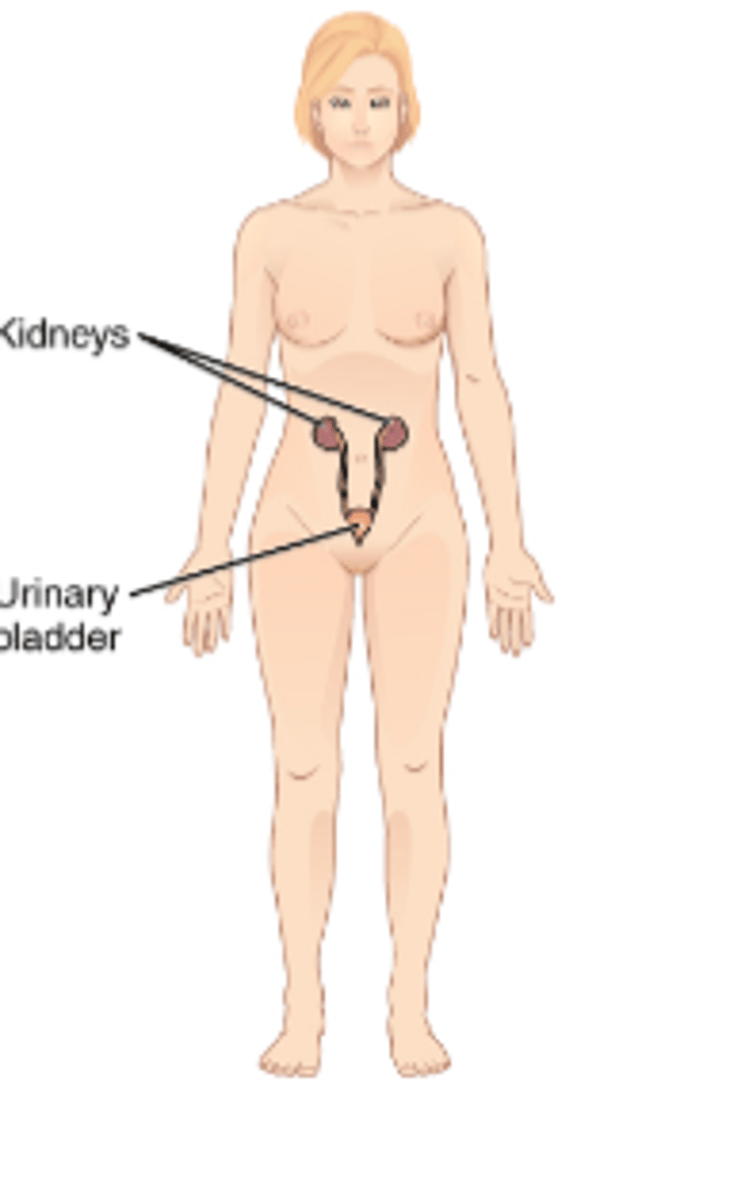 <p>remove metalic waste from body (eg urea)</p>