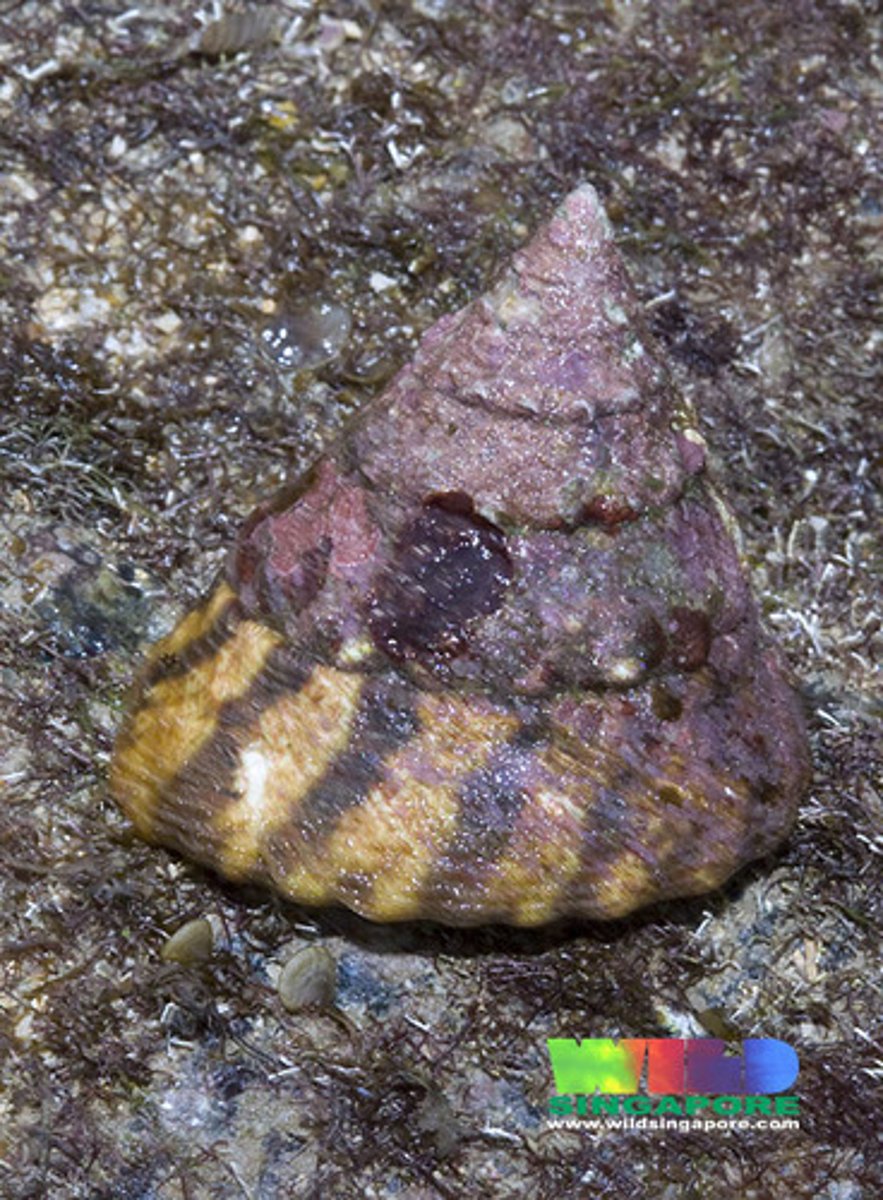 <p>top shells</p><p>sp. Rochia niloticus</p>
