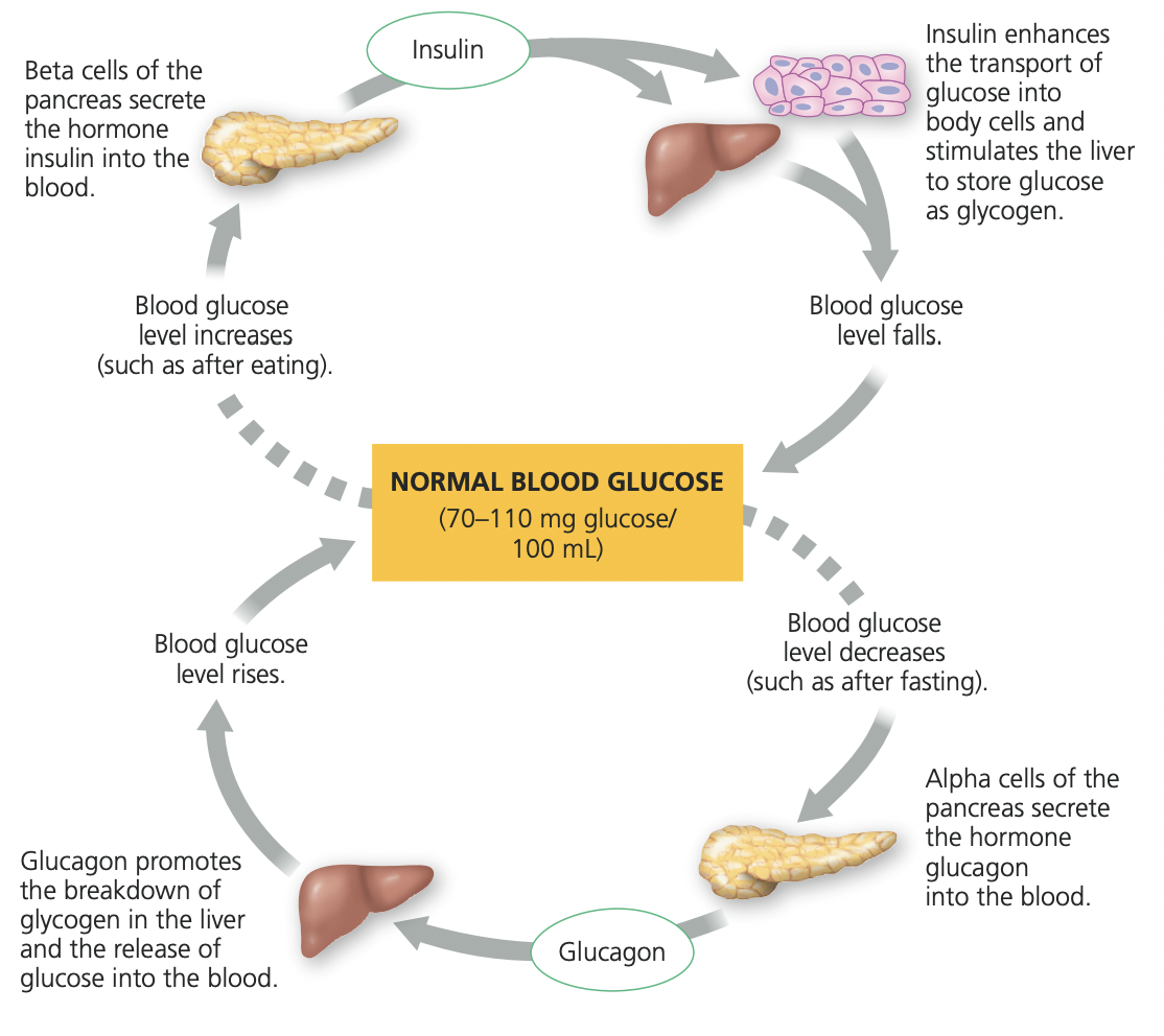 <p>After a meal high in carbs, the blood glucose levels are going to be high</p><ul><li><p>Insulin is released to reduce blood sugar levels by</p><ul><li><p>stimulating glucose uptake </p></li><li><p>glycogen formation</p></li><li><p>muscle growth</p></li><li><p>inhibit alpha cells</p></li><li><p>stimulate beta cells</p></li></ul></li></ul><p></p>