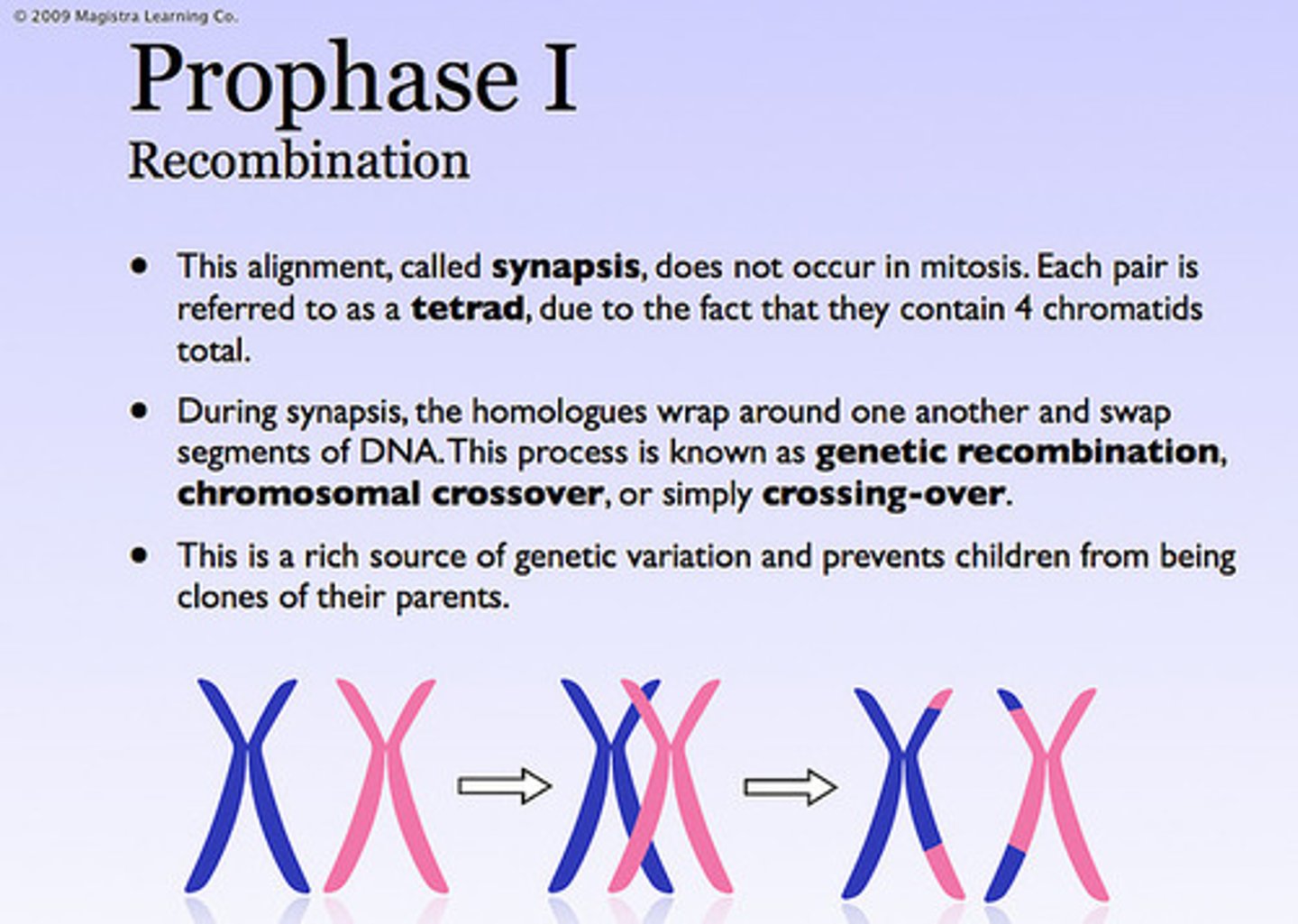 <p>Meiosis</p>