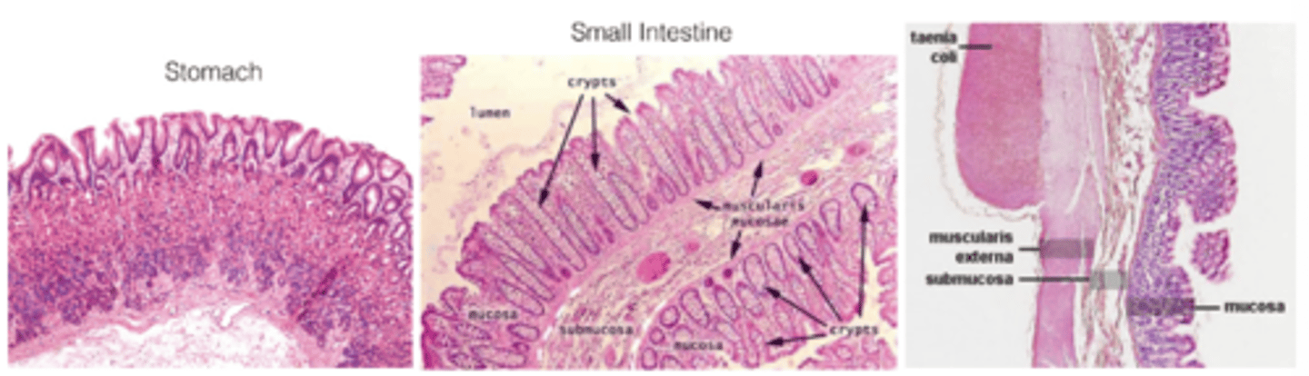 <p>Simple columnar epithelium</p>