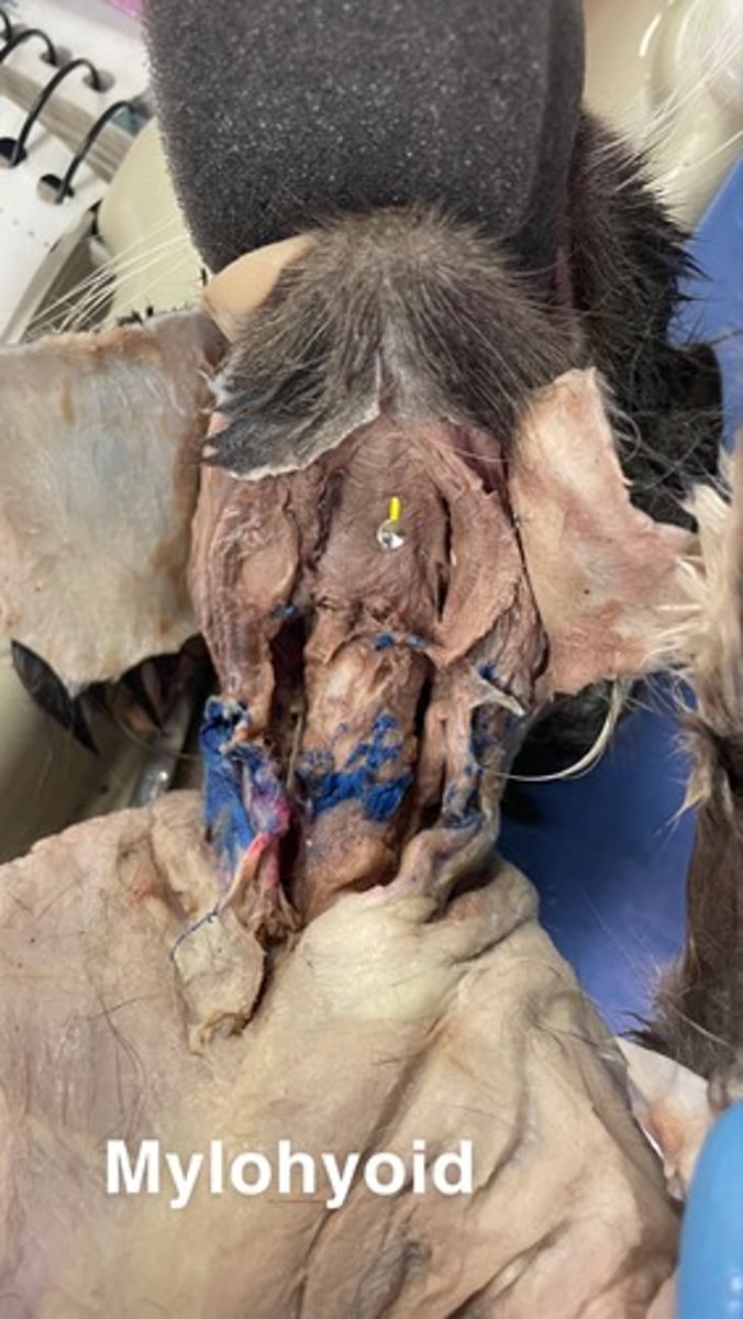 <p>origin: body of mandible</p><p>insertion: hyoid</p><p>action: elevates floor of mouth and tongue ; depresses mandible when hyoid is fixed</p>