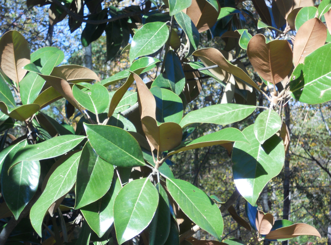 <p>southern magnolia</p>