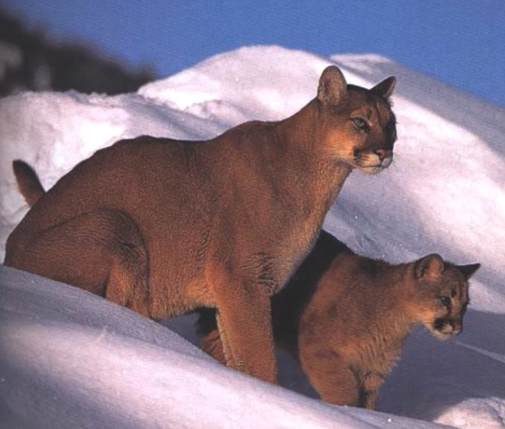 Mountain lion
