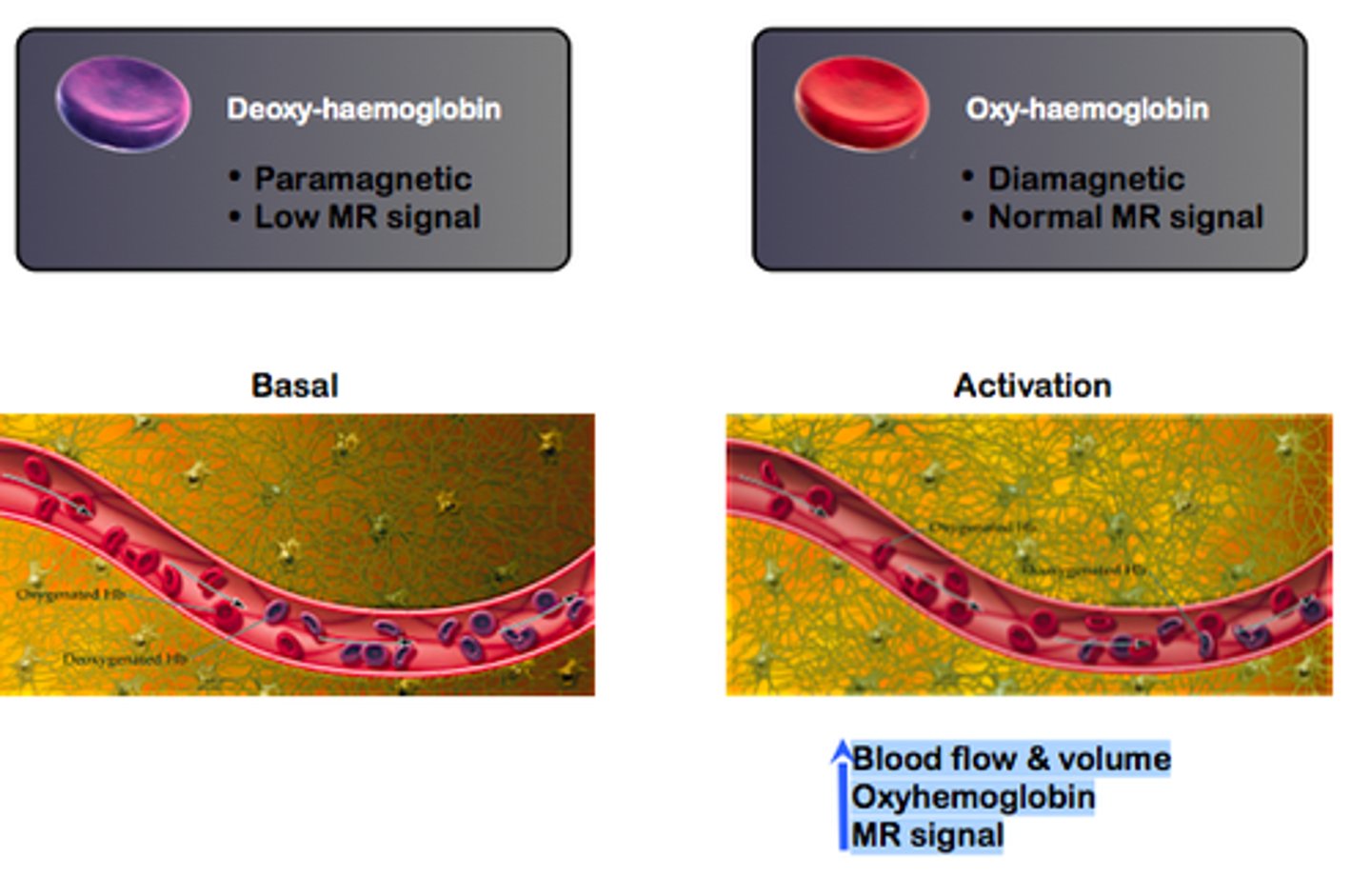 <p>BOLD: Blood Oxygen Level Dependent</p><p>- An indirect measure of neural activity</p><p>- When neurons are active, the oxygen level in that part of the brain increases and so does the BOLD signal.</p><p>- Signal measured with fMRI (and fNIRS)</p>