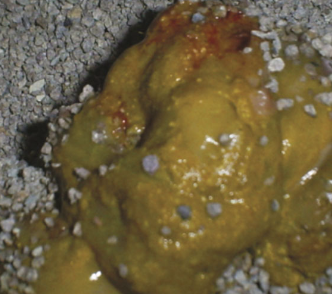 <p>causes chronic large bowel diarrhea in <strong><u>cats</u></strong>:</p><p>-<1 year old, pedigree cats in multi-cat households or catteries</p><p>-any age, breed, and sex can be infected</p>