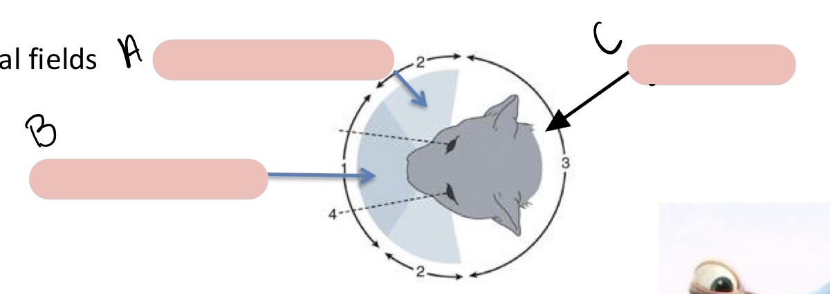 <p><span>Name the structure(s) indicated by a, b, and c.</span></p>