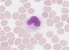 <p>identify the leukocyte</p>