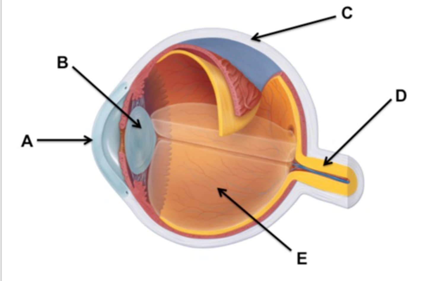 <p>which letter is the lens ?</p>